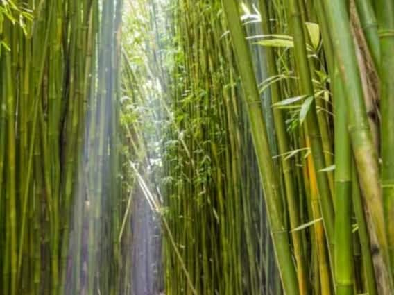 Benefits of Bamboo: Bamboo tree is beneficial from mouth sores to strengthening immunity, know its benefits. Benefits of Bamboo: Bamboo tree is beneficial from mouth sores to strengthening immunity, know its benefits.