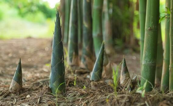 Benefits of Bamboo: Bamboo tree is beneficial from mouth sores to strengthening immunity, know its benefits.