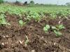 Latur Rain Update : लातूर जिल्ह्यात पावसाचा 20 दिवसांचा खंड, सोयाबीन धोक्यात; शेतकऱ्यांची चिंता वाढली