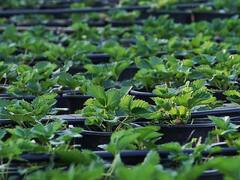 घर-घर बीमारी पहुंचा रहे खेती में इस्तेमाल होने वाले कीटनाशक, मिट्टी, हवा और पानी में घुल रहा है जहर