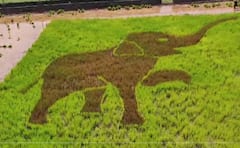 Pune news  : ' लाडका रघू' थेट पुण्यात?  Oscar मिळवून देणारा हत्ती 'रघू'चं भातशेतीत पॅडी आर्ट, पाहा फोटो...