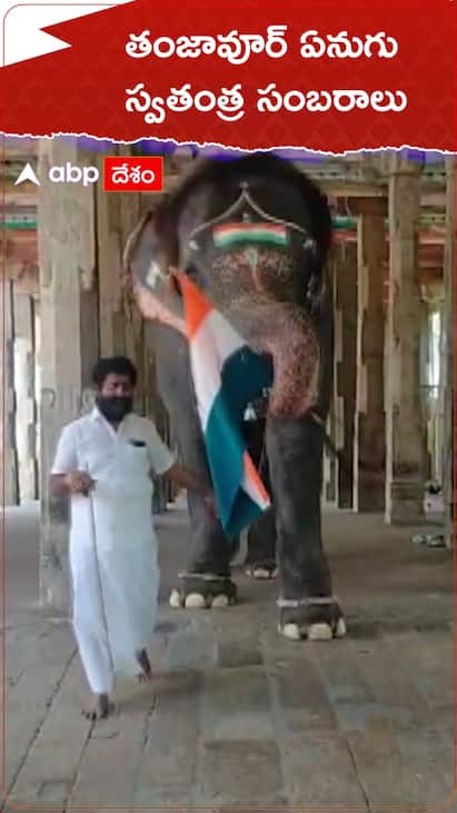 జాతీయ జెండాను తొండంతో మోసిన ఏనుగు
