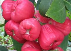 Health: ਕਬਜ਼ ਦੀ ਸਮੱਸਿਆ ਤੋਂ ਹੋ ਪਰੇਸ਼ਾਨ, ਤਾਂ ਖਾਓ ਇਹ ਫਲ, ਬਿਮਾਰੀ ਹੋ ਜਾਵੇਗੀ ਦੂਰ