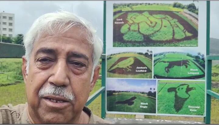पॅडी आर्टिस्ट असलेल्या श्रीकांत इंगळहळीकर यांनी भात लागवडीच्या माध्यमातून हे चित्र साकारलं आहे.