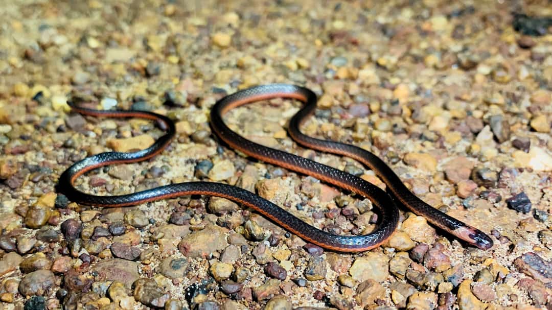 Sindhudurg Rare Snake Specie of Powla snake found in Talkonkan It is as thick as the little finger and very long Sindhudurg: तळकोकणात आढळला दुर्मिळ प्रजातीतील पोवळा साप; जाडी करंगळी एवढी अन् भला मोठा लांब