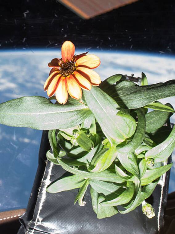 धरती छोड़ स्पेस में ऐसे उग रही हैं फसले