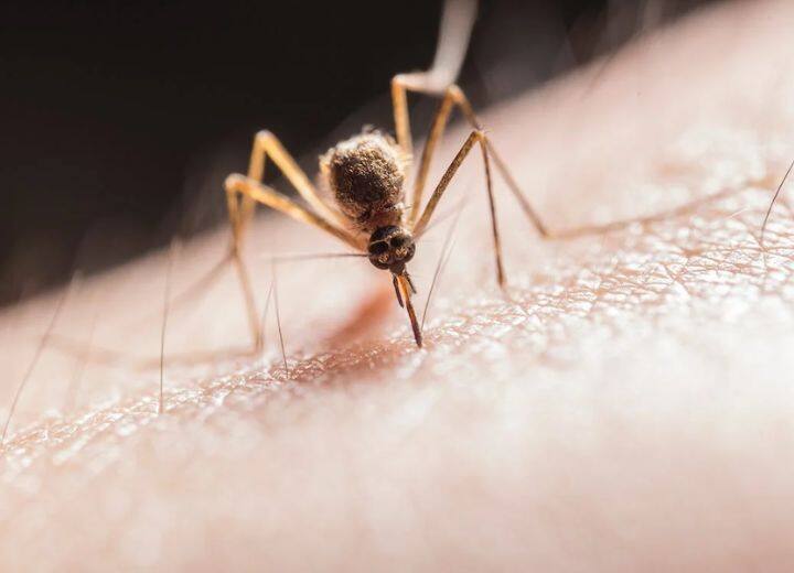 UK Oxitech Malaria Ending Plan With Super Mosquitoes Bill Gates Foundation Super Mosquitoes: दुनिया से मलेरिया का होगा खात्मा, लैब में तैयार हुआ 'सुपर मच्छर', जानिए कैसे ये खत्म करेगा बीमारी