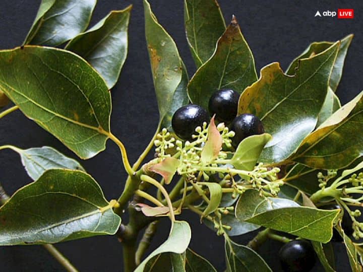 कपूर का पौधा प्राण वायु प्रदान करता है, इसके होने से घर के आसपास का वातावरण शुद्ध रहता है. कपूर का पौधा घर में लगाने से बुरी शक्तियों का साया घर पर नहीं पड़ता. व्यक्ति तनाव से दूर रहता है. इसे आप बगिया, आंगन में लगा सकते हैं.