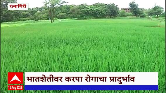 Rice Farming : कोकणातील भात शेतीवर करपा आणि किडींचा प्रादुर्भाव वाढण्याची शक्यता