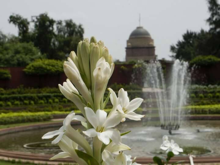 Amrit Udyan Reopen: एक महीने के लिए खोला जा रहा अमृत उद्यान... कहां मिलेगा टिकट और क्या है टाइमिंग? पढ़ें पूरी डिटेल