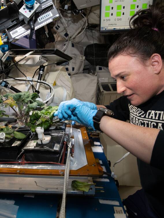 जानिए अंतरिक्ष में उगाई गई है कौन-कौन सी फसलें