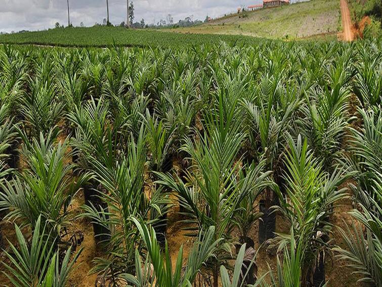 Agriculture news Mega oil palm plantation drive organized in 49 districts of 11 states Oil palm plantation : 11 राज्यांमध्ये 3 हजार 500 हेक्टरवर पाम तेल वृक्षांची लागवड, खाद्यतेल उत्पादन वाढवण्यावर भर