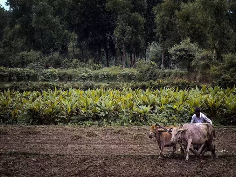 Telangana Farmers Facing Problems With Rains know details Telangana Farmers: తెలంగాణ రైతుల కన్నీరు - జులైలో భారీగా, నేడు వర్షాల్లేక నాశనమవుతున్న పంటలు 