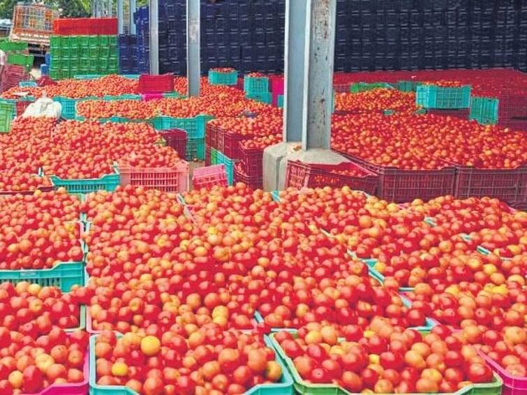 Tomato Price Falling Down In India Every Day Tomato Price: కిలో టమాటా రూ.37 మాత్రమే, తగ్గుతున్న ధరలు - ప్రముఖ నగరాల్లో రేట్లు ఇలా