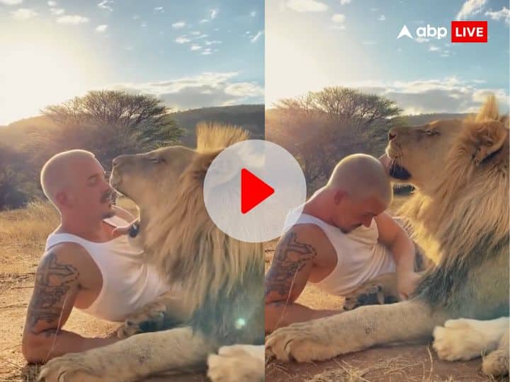 Man lying down in front of lion people saw their friendship wild life viral video Viral Video: बब्बर शेर के आगे जाकर बैठ गया शख्स, फिर खूंखार जानवर ने जो किया वो देख नहीं होगा आंखों पर यकीन