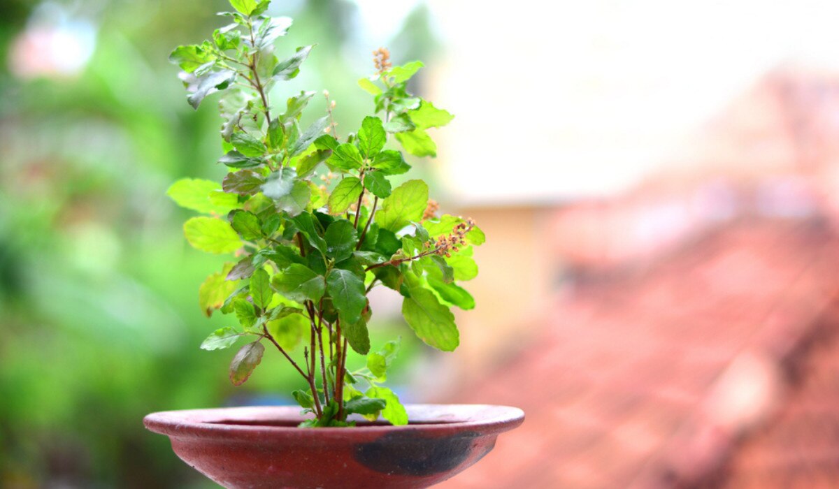 Indoor Plants : ਘਰ ਦਾ ਵਾਤਾਵਰਣ ਸ਼ੁੱਧ ਰੱਖਣ ਲਈ ਲਗਾਓ ਇਹ ਪੌਦੇ, ਸੁੰਦਰਤਾ ਵਧਾਉਣ ਵਿੱਚ ਵੀ ਨੇ ਸਹਾਈ