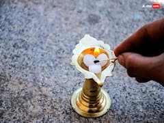 Camphor Tree Benefit: कपूर का पौधा है बना देगा बिगड़े काम, घर में इस दिशा में लगाने से होगा लाभ