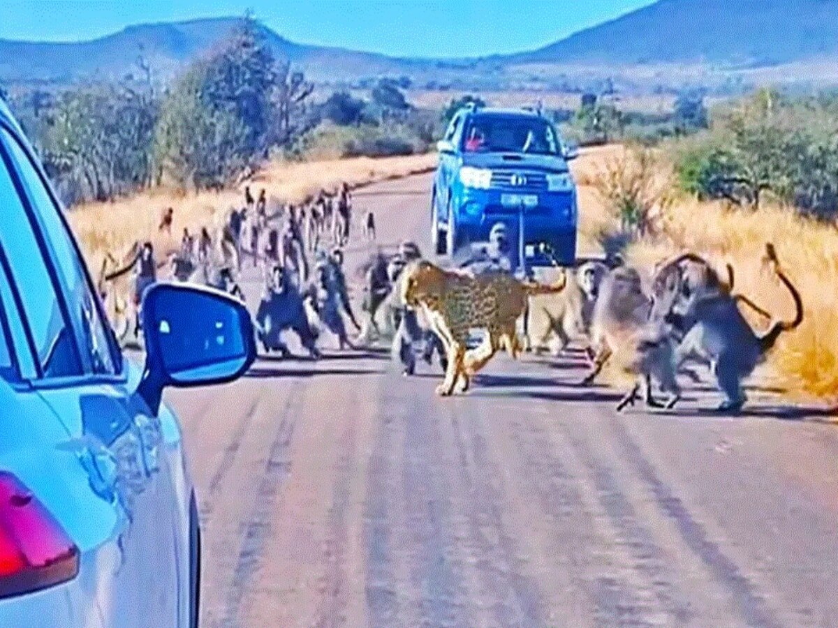 Gang Of 50 Baboons Attack Leopard In Middle Of Road To Defend Young ...