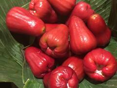 Water Apple: कब्ज हो जाएगी मिनटों में छूमंतर, Skin पर आएगा ग्लो बस खाना शुरू कर दें इस अनोखे सेब को