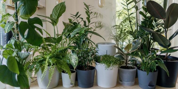 Plant these plants to keep the environment of the house clean, they also help in increasing the beauty Indoor Plants : ਘਰ ਦਾ ਵਾਤਾਵਰਣ ਸ਼ੁੱਧ ਰੱਖਣ ਲਈ ਲਗਾਓ ਇਹ ਪੌਦੇ, ਸੁੰਦਰਤਾ ਵਧਾਉਣ ਵਿੱਚ ਵੀ ਨੇ ਸਹਾਈ