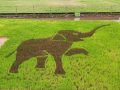 Pune news  : ' लाडका रघू' थेट पुण्यात?  Oscar मिळवून देणारा हत्ती 'रघू'चं भातशेतीत पॅडी आर्ट, पाहा फोटो...