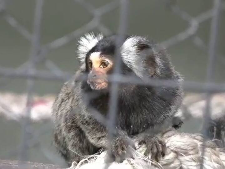 Indore Zoological Park Pocket monkey gave birth to twin babies Special Care by MP Park Management ann MP News: इंदौर चिड़ियाघर में आए नन्हे मेहमान, पॉकेट मंकी ने दिया जुड़वा बच्चों को जन्म, जानें खासियत?