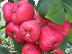 Water Apple: कब्ज हो जाएगी मिनटों में छूमंतर, Skin पर आएगा ग्लो बस खाना शुरू कर दें इस अनोखे सेब को