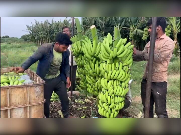 Bananas from Sangola Taluka export to Iran record price of Rs 22 per kg got Banana Maharashtra Agriculture News Sangola News: सांगोल्यातील केळी बांधावरून चालली इराणकडे; 22 रुपये किलो किमतीचा विक्रमी भाव