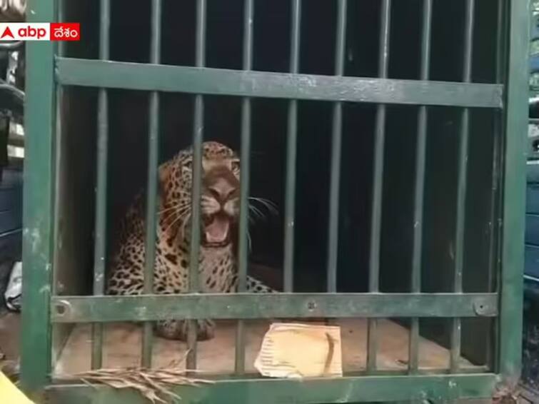 Another Leopard Trapped On Trekking Route To Tirumala Temple Another Leopard Trapped On Trekking Route To Tirumala Temple