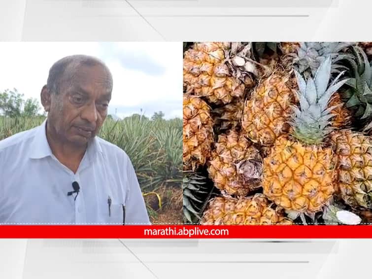 Sindhudurg farmers gets huge profit benefits from pineapple farming near tilari dam Sindhudurg Maharashtra Farmer Success Story : सिंधुदुर्गातील तिलारी खोऱ्यात अननसाची शेती, दीड कोटींचा नफा; आजारांशी संघर्ष करत मिळवले यश