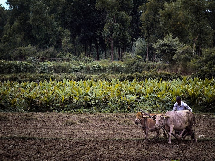 Telangana News Crops Cultivation Exceeding One Million Acres Telangana News: కోటి ఎకరాలు దాటిన పంటల సాగు - 41.73 లక్షల ఎకరాల్లో వరి