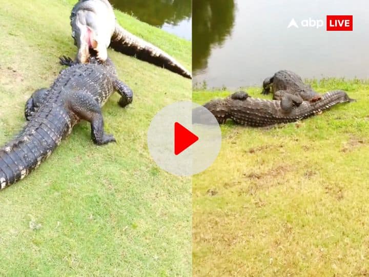 Fights between two crocodiles on land both attacked on each other video viral मगरमच्छों के बीच शुरू हो गई भयानक लड़ाई, लगे एक-दूसरे को चीरने फाड़ने, सामने आया खौफनाक VIDEO