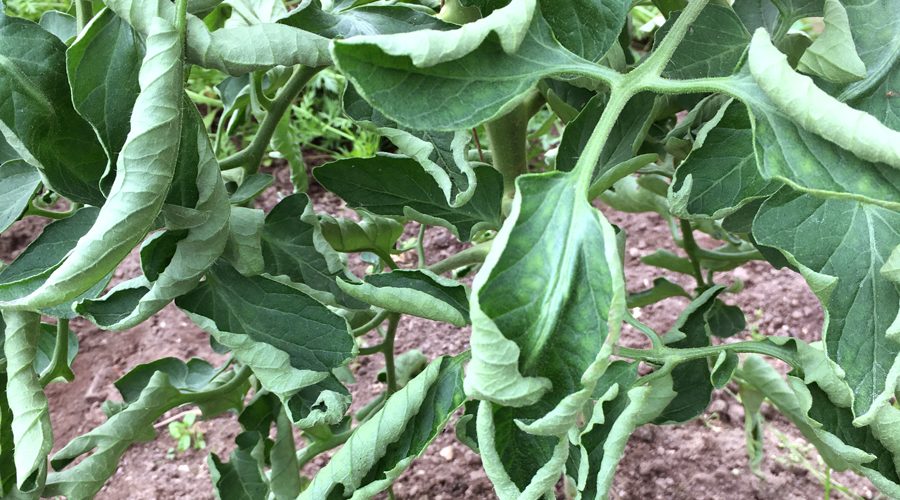 Tomato Farming : ਕਿਸਾਨਾਂ ਚ ਟਮਾਟਰ ਦੀ ਖੇਤੀ ਦਾ ਰੁਝਾਨ ਕਿਉਂ ਘੱਟ ਰਿਹਾ ਹੈ? ਜਾਣੋ ਕਾਰਨ