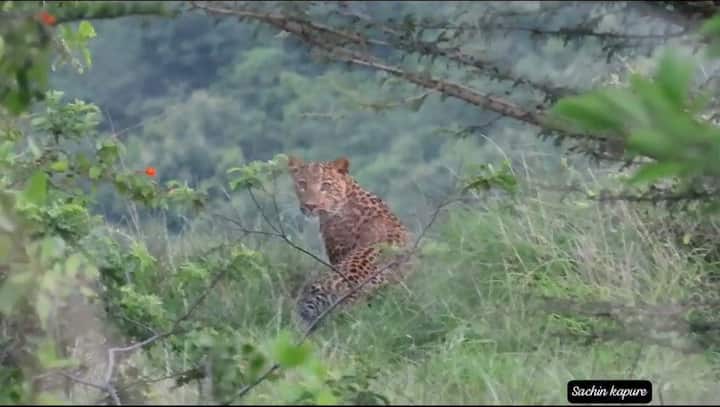 जवळजवळ 7 ते 8 बिबट या परिसरात वावर करत असतात, असं त्यांनी सांगितलं.