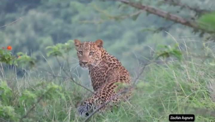 कापुरे सांगतात की, मोठ्या आवाजाची शिट्टी, छत्री आपल्याजवळ ठेवावी, कारण बिबट हा भित्रा प्राणी असल्याने छत्री जोरात उघडल्याने तो पळून जातो.
