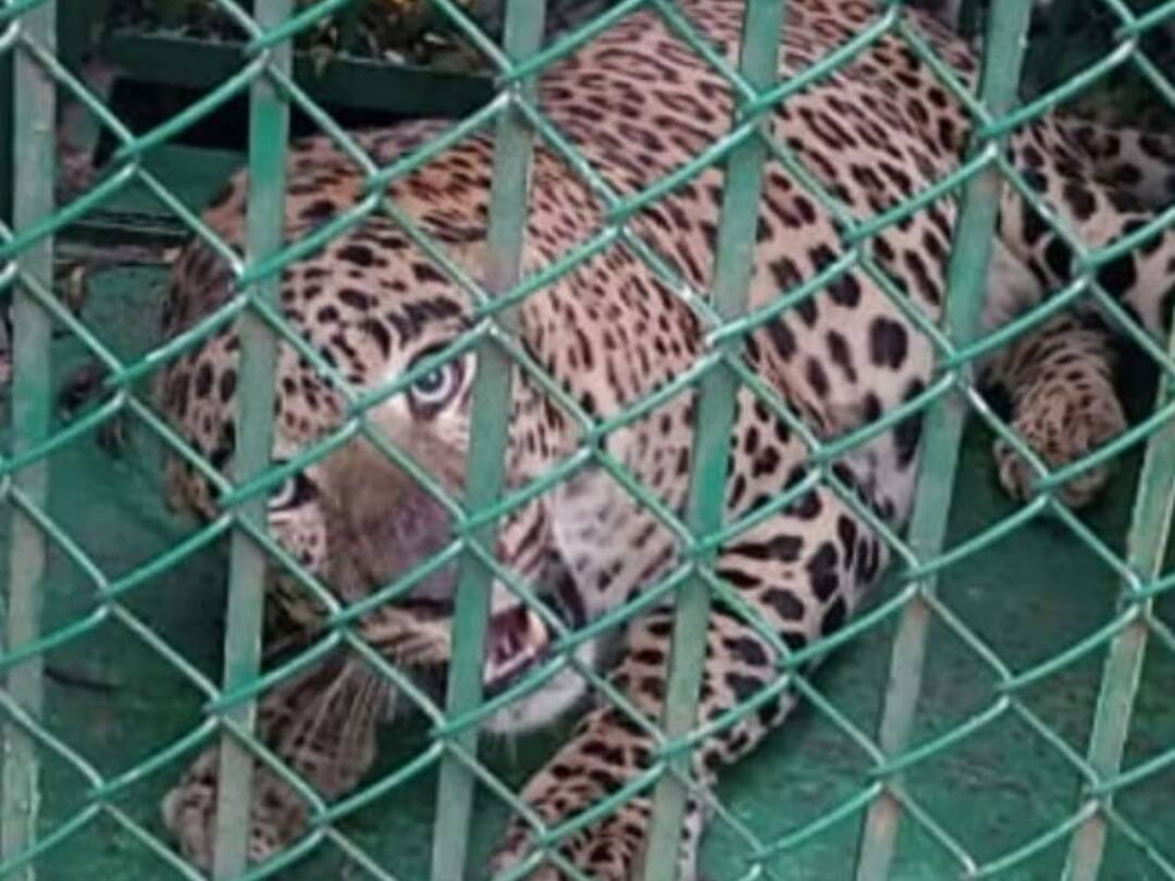 TTD chairman bhumana karunakar reddy responded to trolls Over Distribution of Sticks to Devotees కర్రలపై ట్రోలింగ్స్ ఆపండి- వారి సూచనలతోనే ఆ చర్య - టీటీడీ క్లారిటీ!