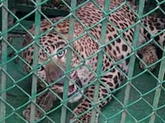 కర్రలపై ట్రోలింగ్స్ ఆపండి- వారి సూచనలతోనే ఆ చర్య - టీటీడీ క్లారిటీ!