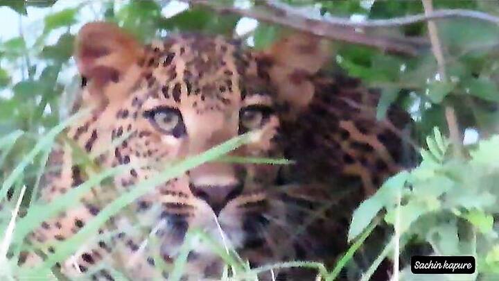 लोणारमध्येही बिबट्यांची संख्या वाढल्यामुळे पर्यटकांनी त्यांची स्वतःची काळजी घेणे खूपच गरजेचे आहे, असं कापुरे म्हणाले.