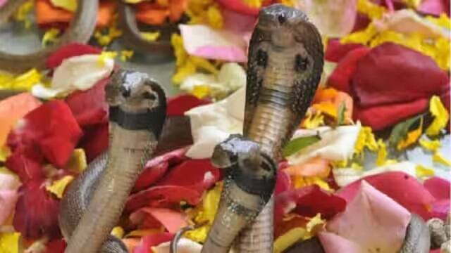 For success in career and gain of wealth, do this proven remedy on the day of Nag Panchami Nag Panchami 2023: કરિયરમાં સફળતા અને ધનલાભ માટે નાગપંચમીના દિવસે કરો આ સિદ્ધ ઉપાય