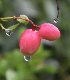 Karvand : हिंगोली जिल्ह्यात करवंद शेतीचा यशस्वी प्रयोग