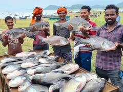 सीएम बघेल ने मत्स्य पालन को दिया बढ़ावा, मछली पालन में देश में छठवें स्थान पर पहुंचा राज्य