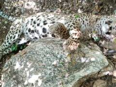 उदयपुर में मादा के लिए दो तेंदुओं में हुई खूनी जंग, एक की मौत पर हुई खत्म, जानिए क्या कहना है अधिकारियों का