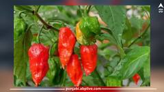 Most spicy chili: ਦੁਨੀਆ ਦੀ ਸਭ ਤੋਂ ਤਿੱਖੀ ਮਿਰਚ ਕਿਸਾਨਾਂ ਨੂੰ ਕਰ ਸਕਦੀ ਮਾਲੋਮਾਲ, ਰੇਟ 7000 ਰੁਪਏ ਪ੍ਰਤੀ ਕਿਲੋ, ਸਿਰਫ 90 ਦਿਨਾਂ 'ਚ ਤਿਆਰ