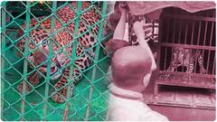 Cheetah Roars At People: రాత్రిపూట వచ్చి ఇలా చిక్కుకుంది, విజువల్స్ బయటకు