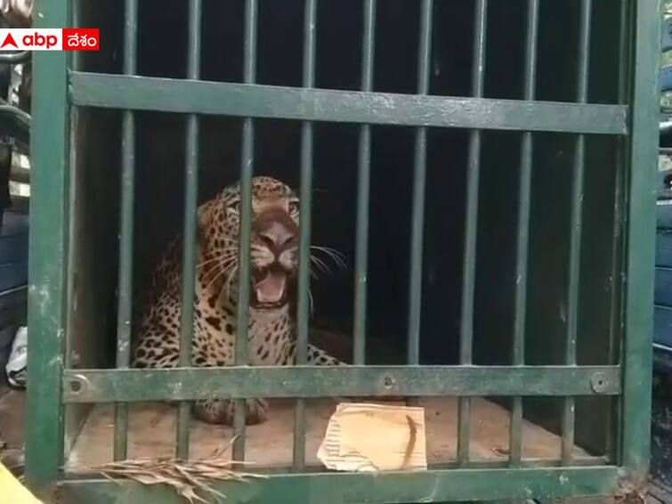 Tiger Trapped In Cage At Tirumala Ghat Leopard captured in Tirumala Tiger Trapped In Cage: తిరుమలలో బోనులో చిక్కిన మరో చిరుత, ఇంకా ఎన్ని తిరుగుతున్నాయో!