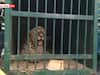 Tiger Trapped In Cage: తిరుమలలో బోనులో చిక్కిన మరో చిరుత, ఇంకా ఎన్ని తిరుగుతున్నాయో!
