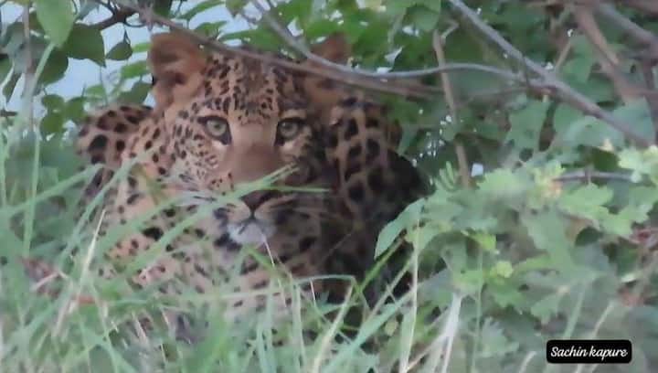 लोणार सरोवर परिसरात वेगवेगळ्या ठिकाणी मादा बिबट आणि दोन बछडे दिसल्याचं सचिन कापुरे यांनी सांगितलं.