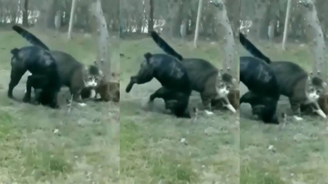 Funny Video: ਸਿਰਫ 1 ਸਕਿੰਟ 'ਚ ਬਿੱਲੀ ਨੇ ਕੁੱਤੇ ਨੂੰ ਮਾਰਿਆ ਅਜਿਹਾ ਥੱਪੜ ਕਿ ਹੇਠਾਂ ਡਿੱਗਦੇ ਹੀ ਬਣ ਗਿਆ ਚੱਕਰਘਿੰਨੀ! funny cat and dog video goes viral on social media Funny Video: ਸਿਰਫ 1 ਸਕਿੰਟ 'ਚ ਬਿੱਲੀ ਨੇ ਕੁੱਤੇ ਨੂੰ ਮਾਰਿਆ ਅਜਿਹਾ ਥੱਪੜ ਕਿ ਹੇਠਾਂ ਡਿੱਗਦੇ ਹੀ ਬਣ ਗਿਆ ਚੱਕਰਘਿੰਨੀ!