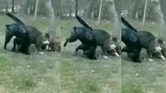 Funny Video: ਸਿਰਫ 1 ਸਕਿੰਟ 'ਚ ਬਿੱਲੀ ਨੇ ਕੁੱਤੇ ਨੂੰ ਮਾਰਿਆ ਅਜਿਹਾ ਥੱਪੜ ਕਿ ਹੇਠਾਂ ਡਿੱਗਦੇ ਹੀ ਬਣ ਗਿਆ ਚੱਕਰਘਿੰਨੀ!