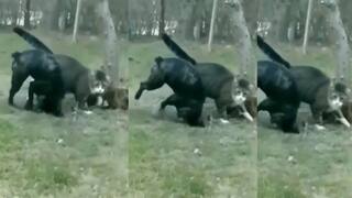 Funny Video: ਸਿਰਫ 1 ਸਕਿੰਟ 'ਚ ਬਿੱਲੀ ਨੇ ਕੁੱਤੇ ਨੂੰ ਮਾਰਿਆ ਅਜਿਹਾ ਥੱਪੜ ਕਿ ਹੇਠਾਂ ਡਿੱਗਦੇ ਹੀ ਬਣ ਗਿਆ ਚੱਕਰਘਿੰਨੀ!